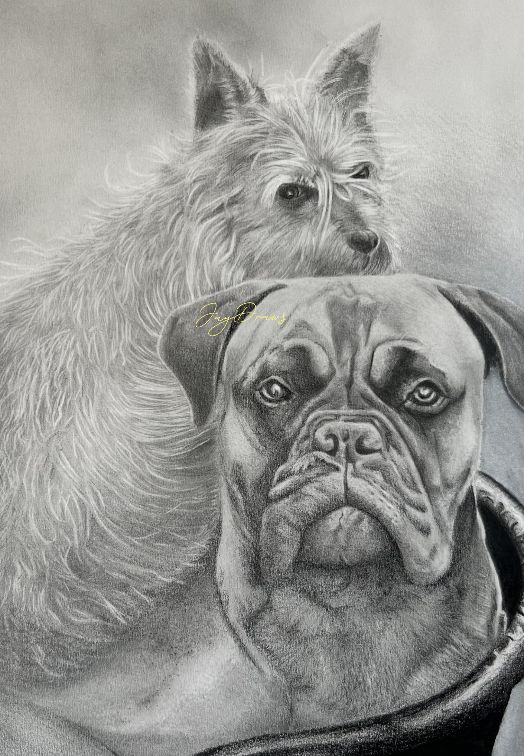 Graphite Portrait of two dogs in a dog bed