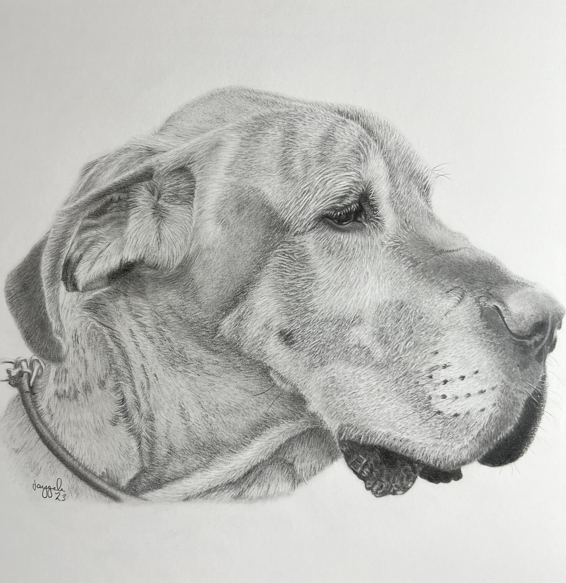 Photograph of graphite drawing of a great dane dog