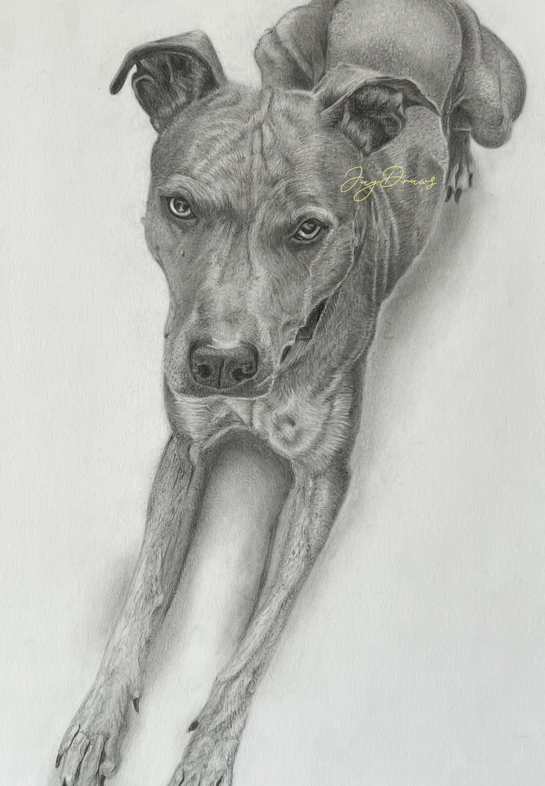 Graphite drawing of Rex the dog