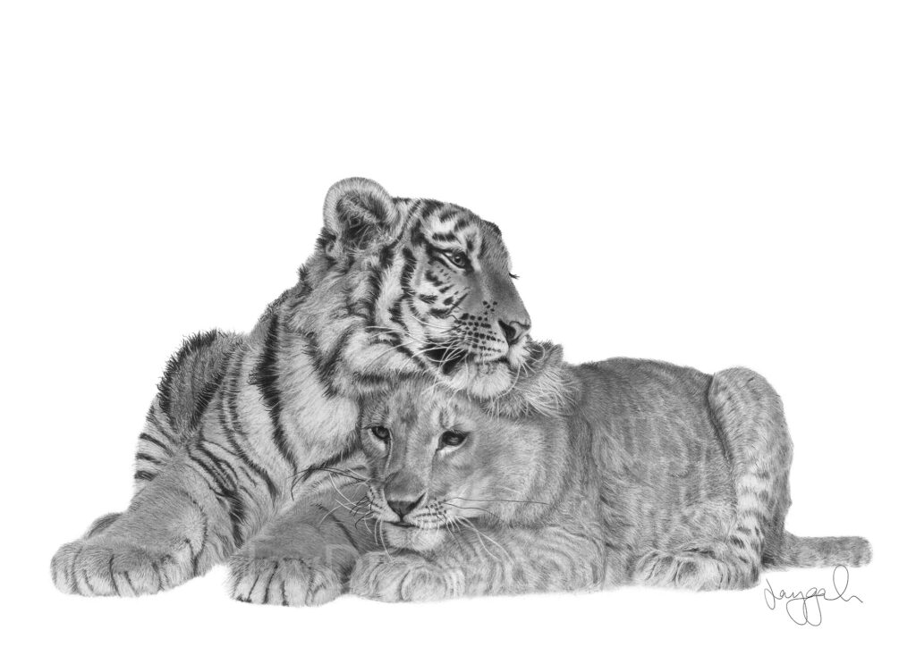 Photo of graphite drawing, a tiger cub and a lion cub